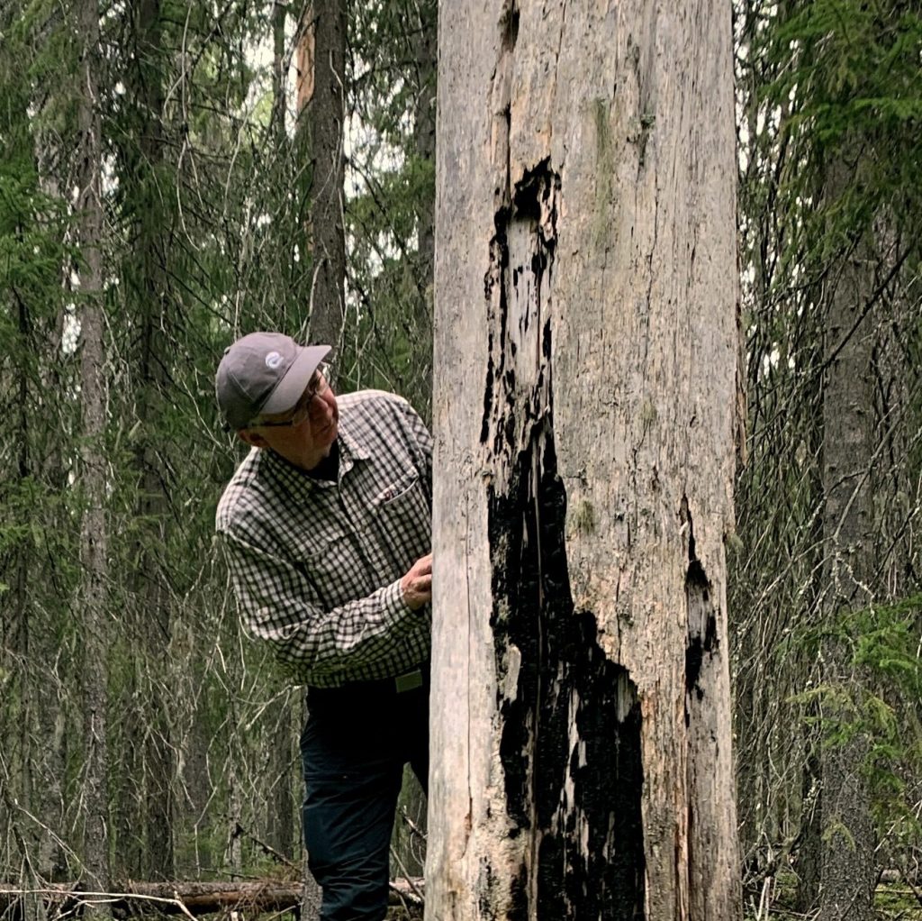 Jari Kouki exploring a big, old and partly burned standing kelo tree