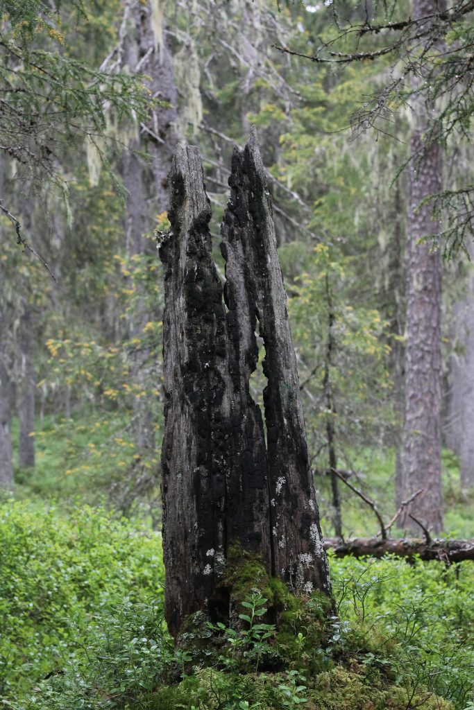Old charred stump in Kuusamo