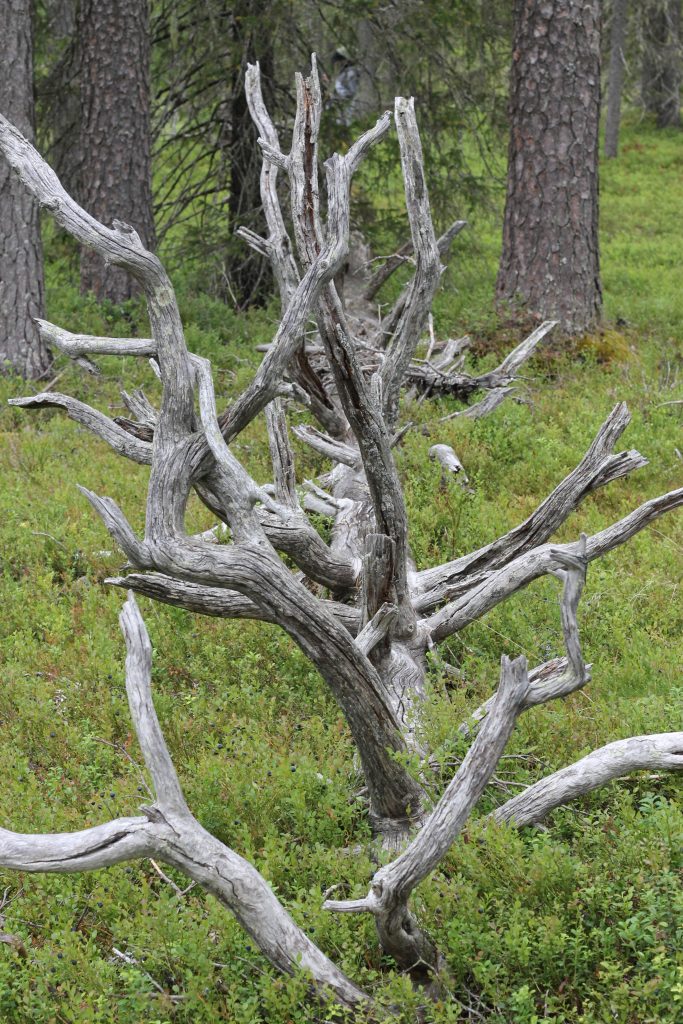 Partly covered kelo log in Kuusamo