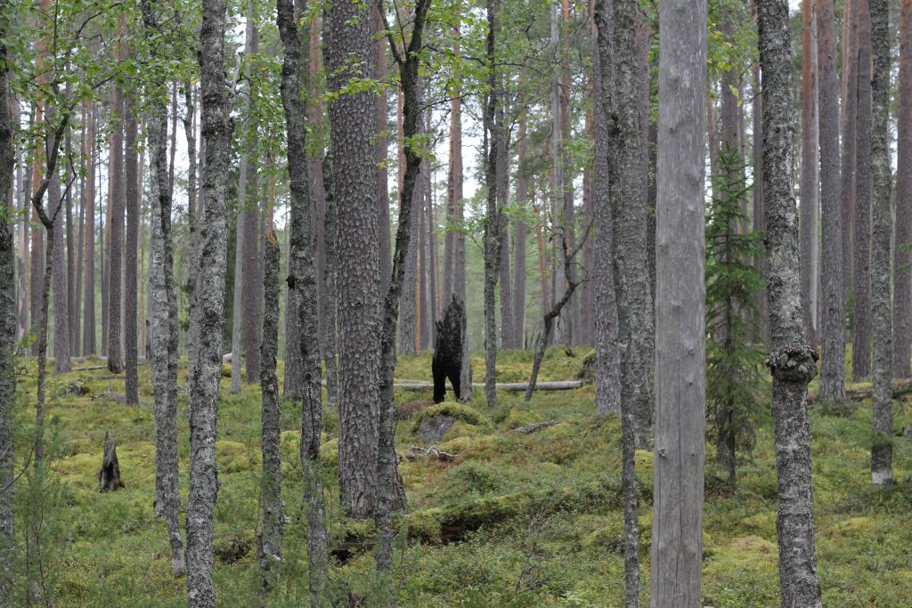 Salamanperä forest and an old charred stump