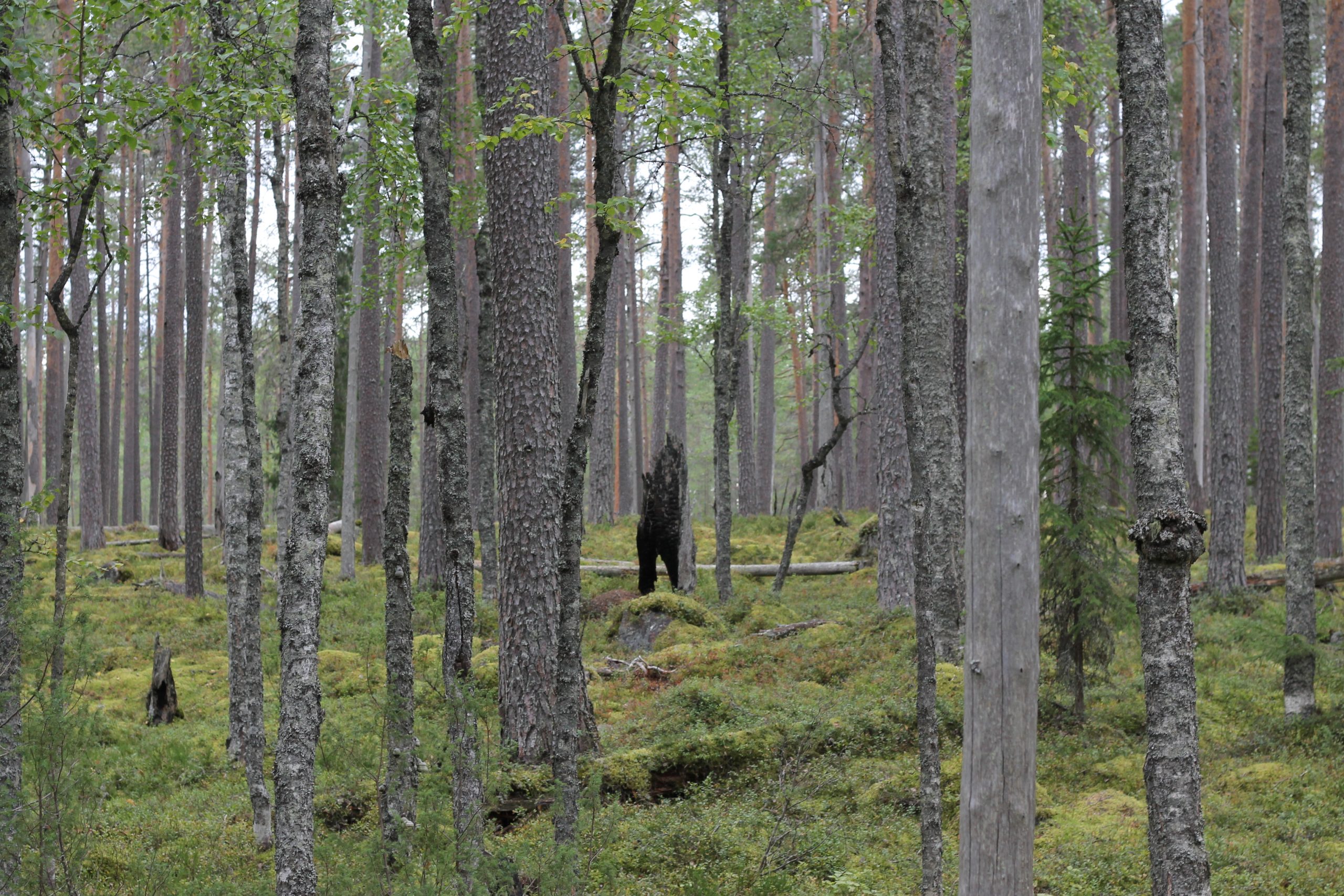 Salamanperä forest and an old charred stump