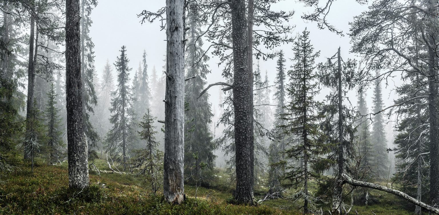 Kelo - monitieteellinen tutkimusprojekti keloista - Kelo