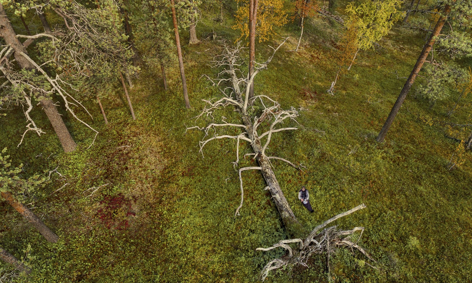 Aerial view of a fallen kelo tree with a person next to it