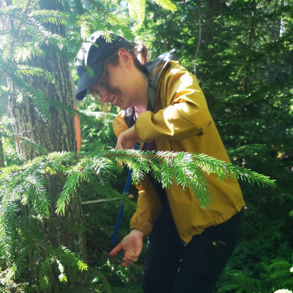 Tilla coring an oak