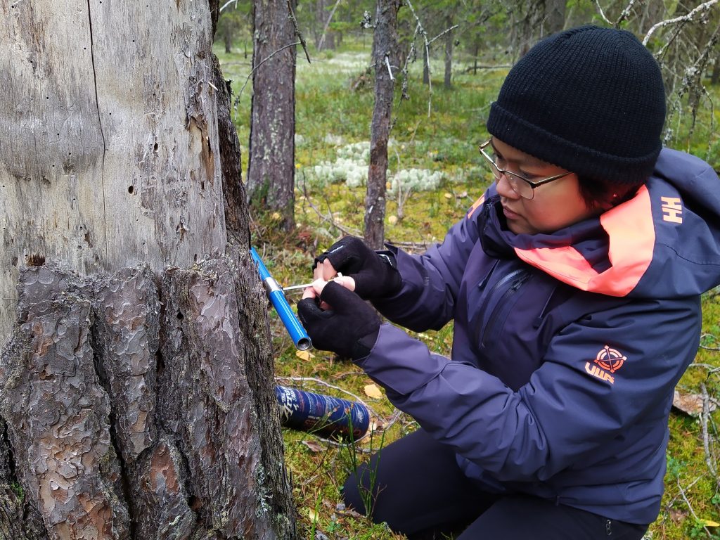 Pem taking a core sample from a kelo