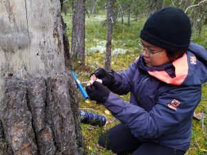 Pem taking a core sample from a kelo 