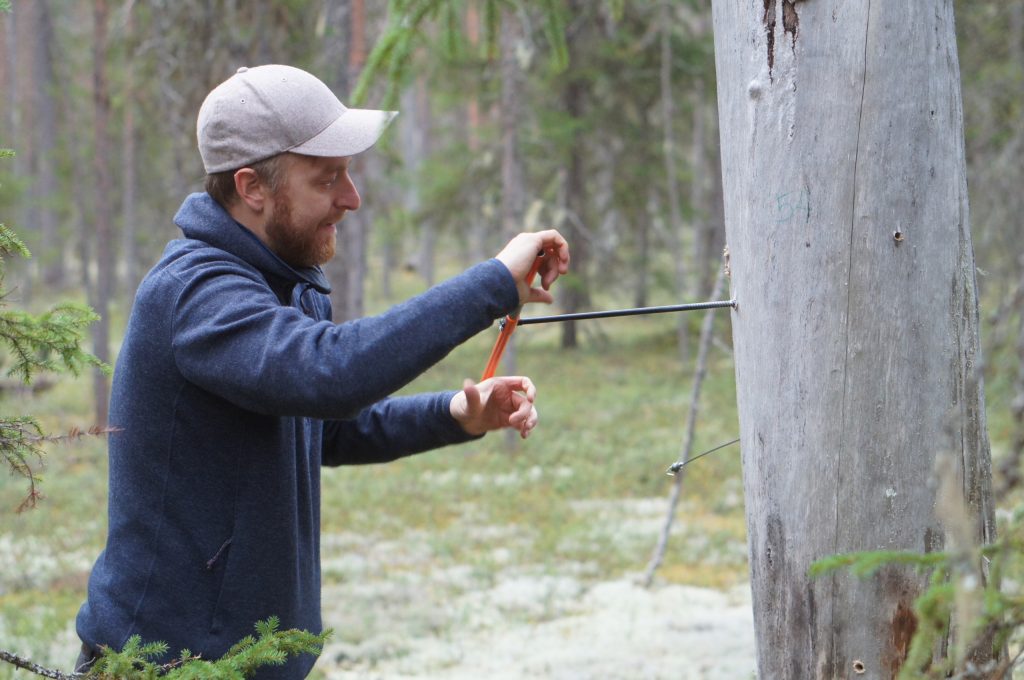Tuomas coring a kelo in Cajander forest