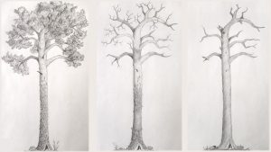 Drawings of a Scots pine turning into a kelo