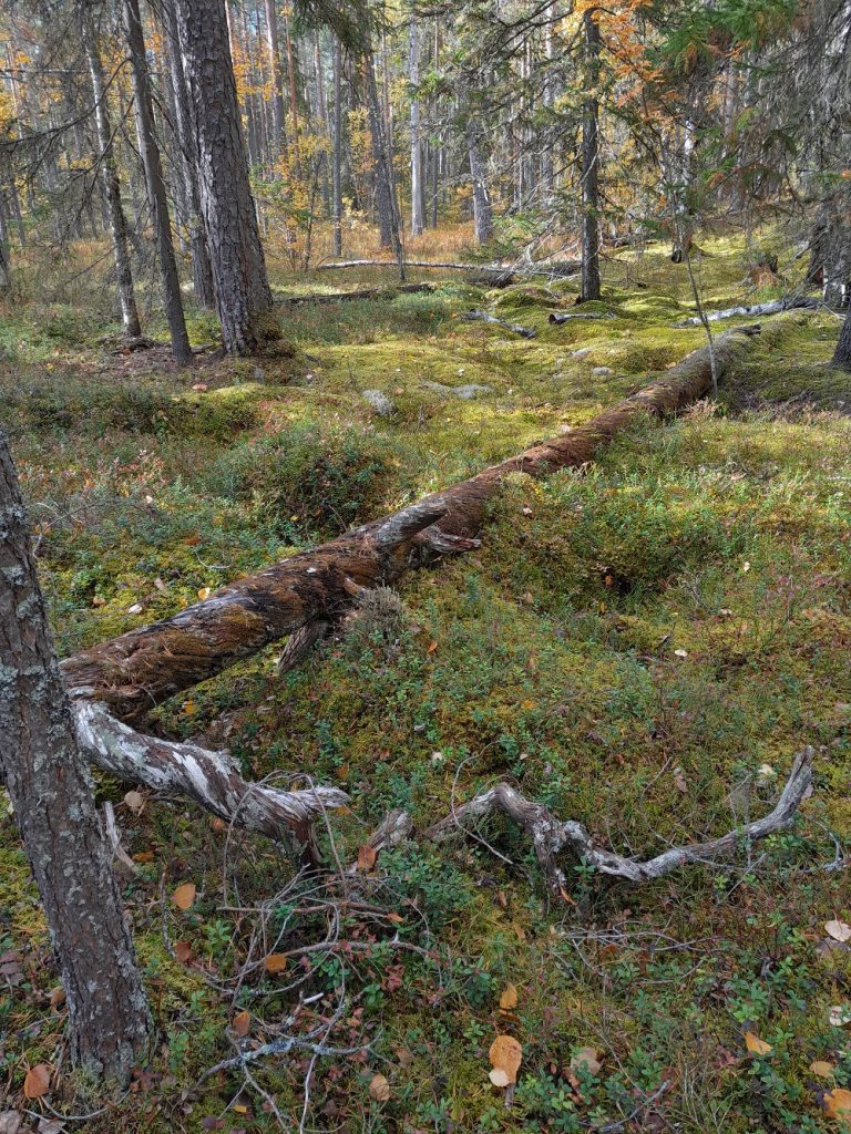 Kalkkikäävälle soveltuva kelorunko