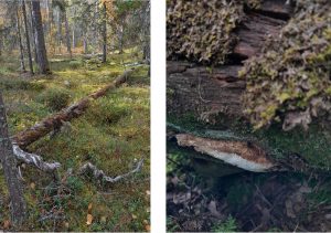 Kalkkikäävälle soveltuva kelorunko ja kalkkikääpä kelolla