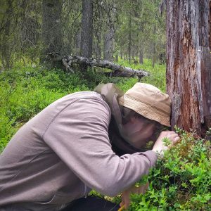 Aleksi searching for lichen