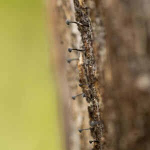 Chaenothecopsis fennica